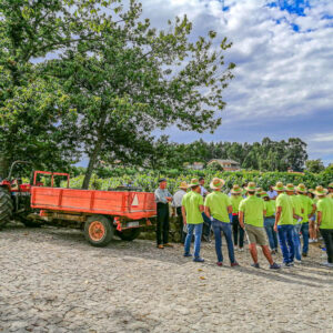 Druivenoogst Vinho Verde Portugal