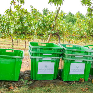 Druivenoogst Vinho Verde Portugal