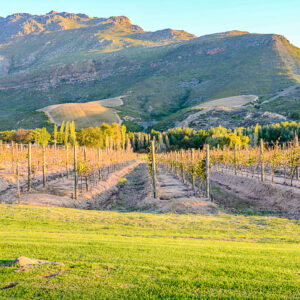 Groep wijnreis Zuid-Afrika met optionele safari verlenging