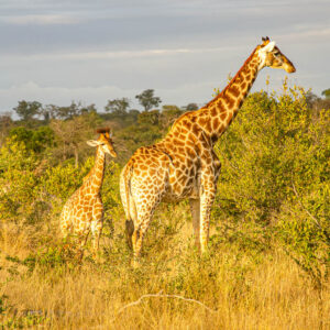 Groep wijnreis Zuid-Afrika met optionele safari verlenging