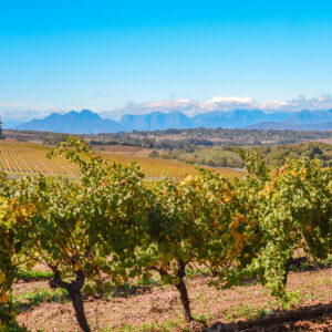Groep wijnreis Zuid-Afrika met optionele safari verlenging