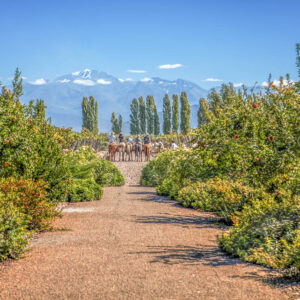 Wijnreis en paardrijden op maat