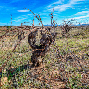 5-daagse wijnreis Valencia en Alicante