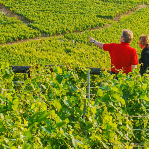 Wijn en wandelen op maat
