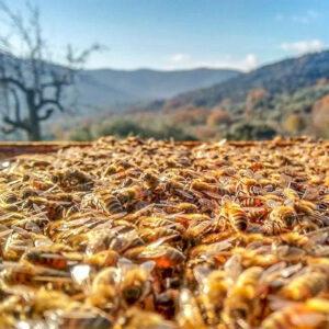 Wijn en honingproeverij Piemonte op maat