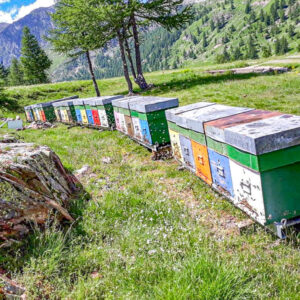 Wijn en honingproeverij Piemonte op maat