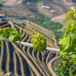 5-daagse budgetvriendelijke wijnreis Douro, Portugal