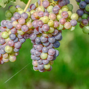 6-daagse groepswijnreis Slovenië