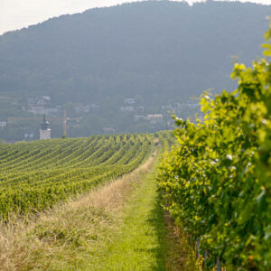 6-daagse groepswijnreis Slovenië