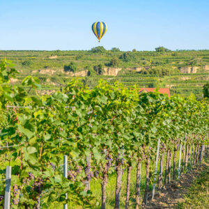 Ballonvaart en wijnproeverij op maat