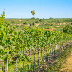 Ballonvaart en wijnproeverij op maat
