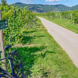 Wijn en fietsen op maat