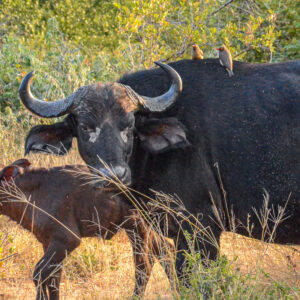 Wijnreis en safari op maat
