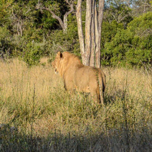 Wijnreis en safari op maat