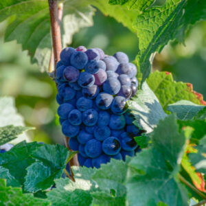 Wijnreis Champagne met culinaire ervaring in een 4×4