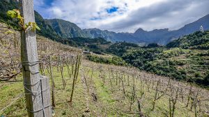 De beste Madeira versterkte wijnen