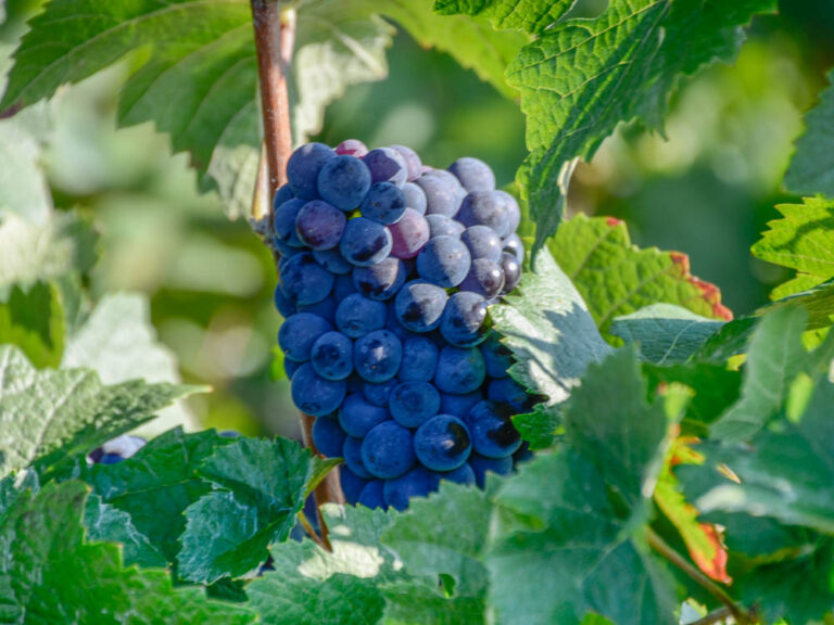 Tsjechische wijnen ontdekken - rode druiven