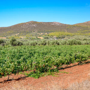 Stedentrip Athene met wijn proeven, Griekenland