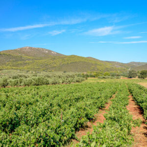Stedentrip Athene met wijn proeven, Griekenland