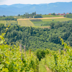 Citytrip Belgrado met wijnproeverij