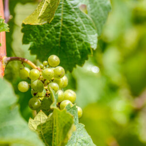 Citytrip Budapest met wijnproeverij