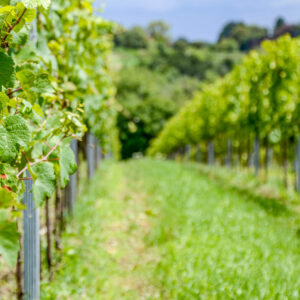 Citytrip Budapest met wijnproeverij