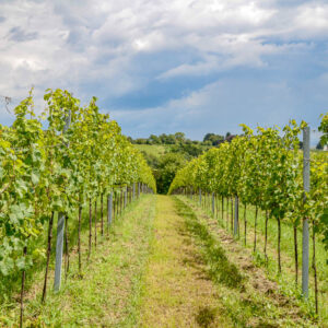 Citytrip Rome met wijnproeverij