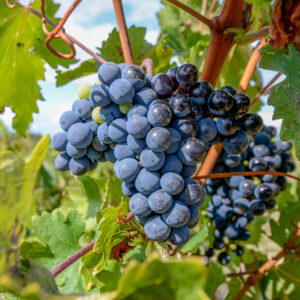 Citytrip Valencia met wijnproeverij