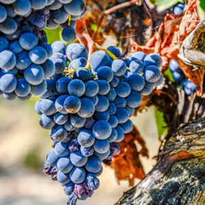 Citytrip Valencia met wijnproeverij