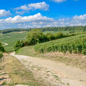 Incentive wijnreis Champagne