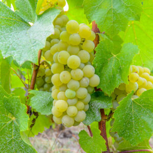 Incentive wijnreis Champagne