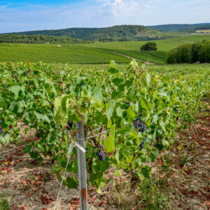 Incentive wijnreis Champagne