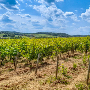 Fantastische incentive wijnreis Lyon