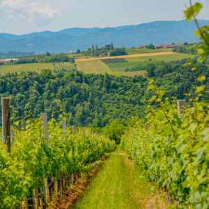 07/10/2024 : Groepsreis Kroatië en Bosnië met Vlaamse wijnbegeleider