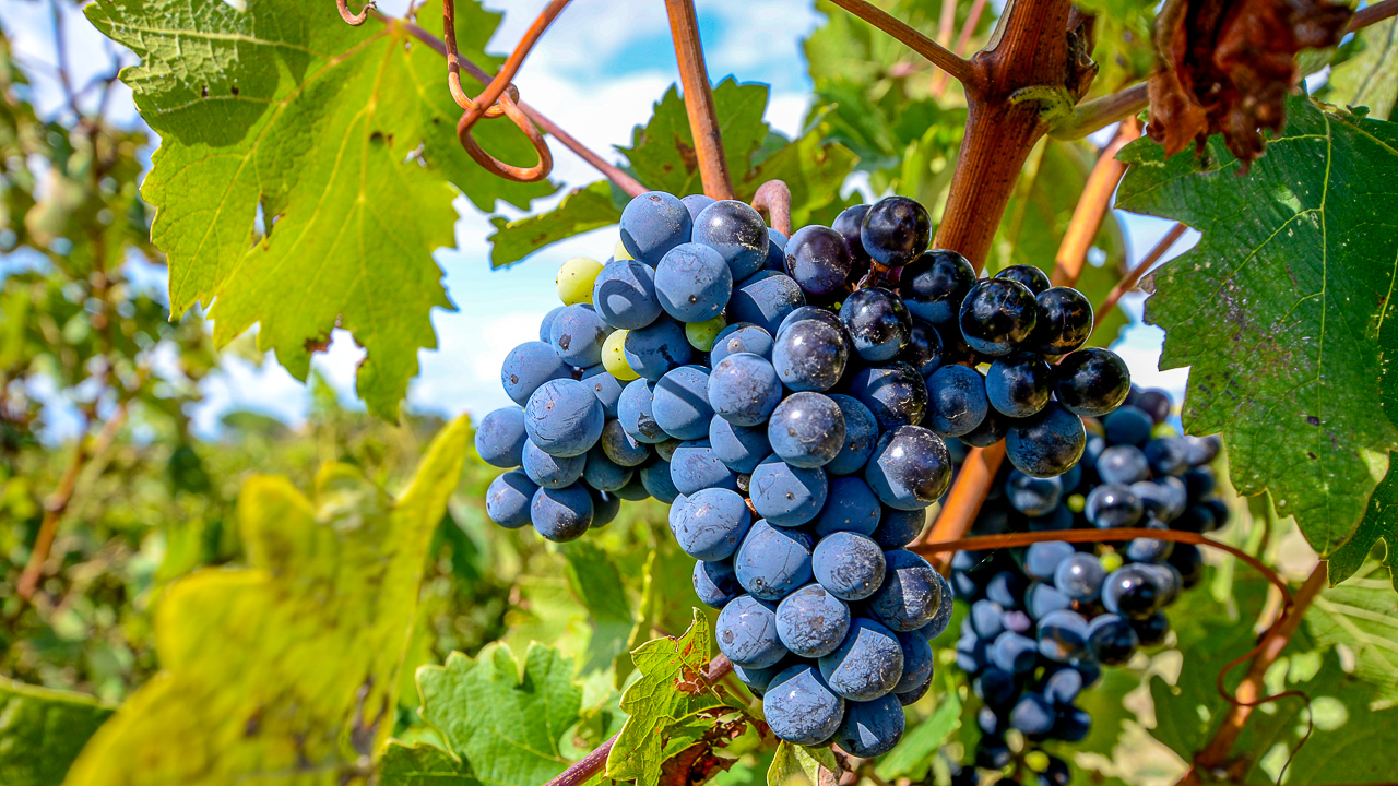 Wijnroute Toscane - 16-9