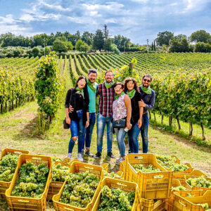 Druivenoogst met druivenstampen bij Napels