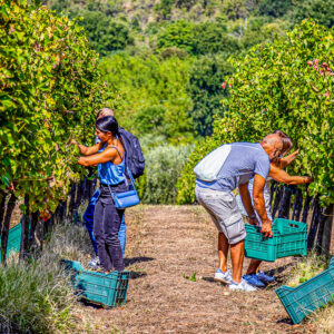 Druivenoogst met druivenstampen bij Napels