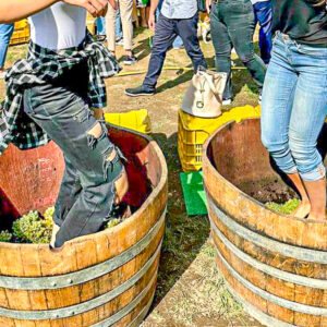 Druivenoogst met druivenstampen bij Napels