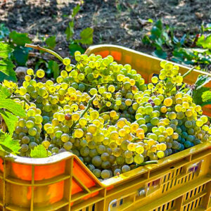 Druivenoogst met druivenstampen bij Napels