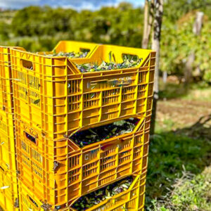Olijvenoogst en wijnproeverij met lunch bij Napels