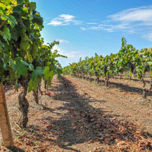 Puglia lunch met typische gerechten op een wijndomein