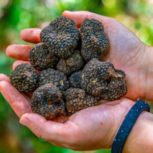 Truffeljacht met truffel lunch in Umbria