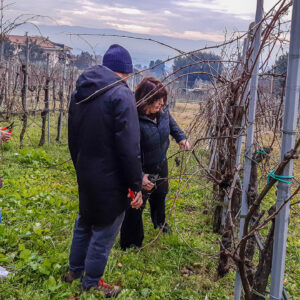 Atelier wijngaard snoeien Umbria