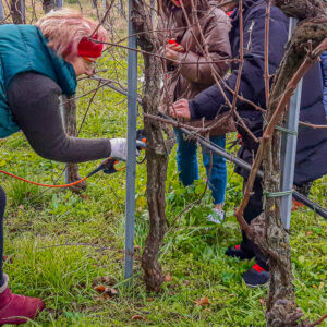 Atelier wijngaard snoeien Umbria