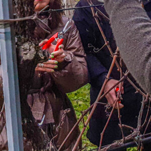 Atelier wijngaard snoeien Umbria