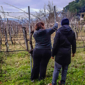 Atelier wijngaard snoeien Umbria