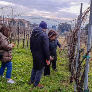 Atelier wijngaard snoeien Umbria