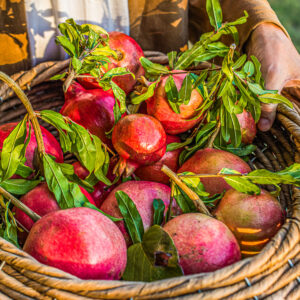 Lunch of diner tussen de wijngaarden bij Bologna