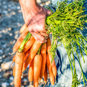 Lunch of diner tussen de wijngaarden bij Bologna