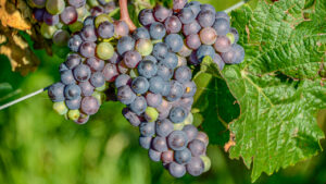 Lees meer over het artikel De beste wijnbestemming van Europa is…